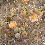 Phyllobolus sp Spitzkopf, Namibia